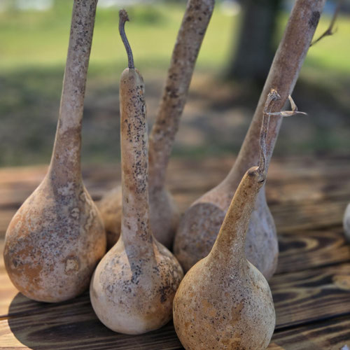 Dried Gourd - Dipper Gourds from Ironspring Orchard & Farm — Huntsville Food Hub