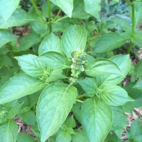 Basil - Lemon