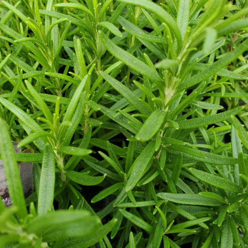 Rosemary - Abraxas from Ironspring Orchard & Farm — Huntsville Food Hub
