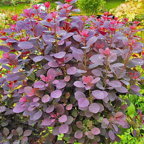 Flower Stems - Smokebush from Ironspring Orchard & Farm — Huntsville Food Hub