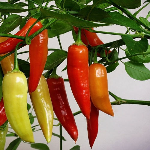 Peppers - Aji Cristal from Ironspring Orchard & Farm — Huntsville Food Hub