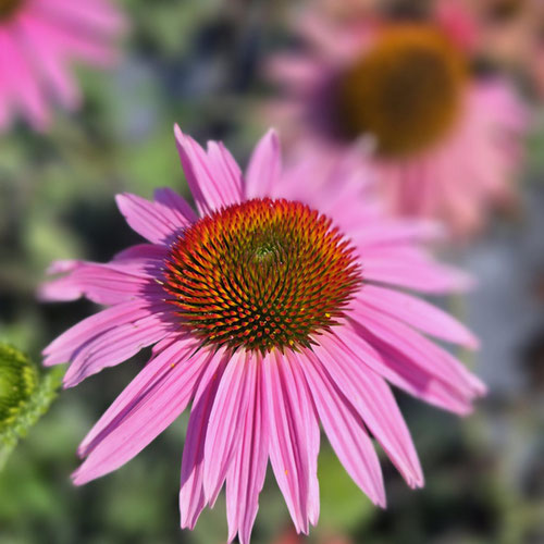 Echinacea Flowers - Fresh from Ironspring Orchard & Farm — Huntsville Food Hub