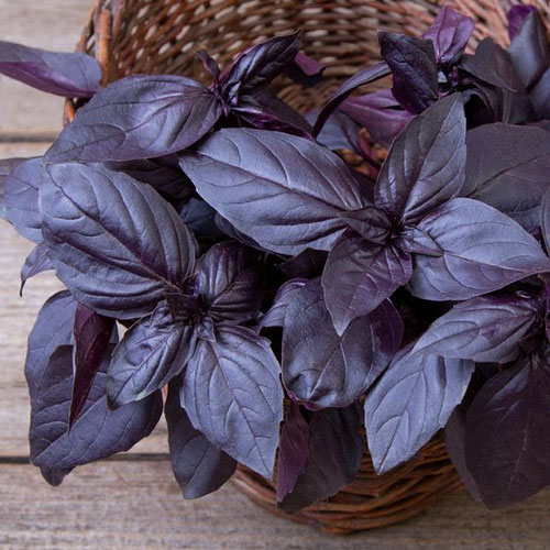 Basil - Prospera Red