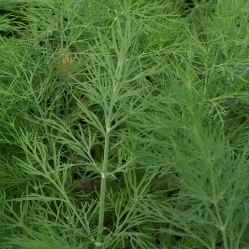 Dill - Dukat from Ironspring Orchard & Farm — Huntsville Food Hub