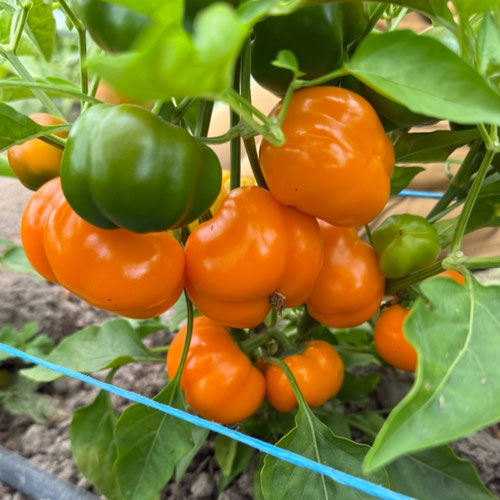 Peppers - Doe Hill from Ironspring Orchard & Farm — Huntsville Food Hub