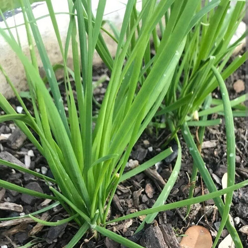 Chives from Ironspring Orchard & Farm — Huntsville Food Hub