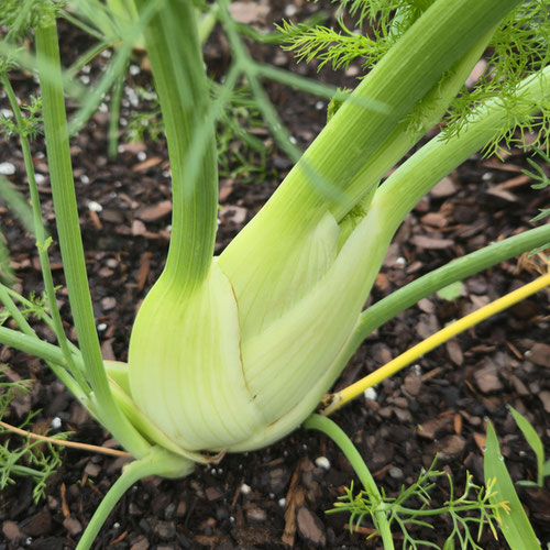 Fennel - Florence Green from Ironspring Orchard & Farm — Huntsville Food Hub