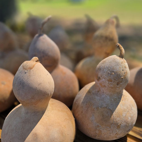 Dried Gourd - Thai Bottle Gourd from Ironspring Orchard & Farm — Huntsville Food Hub