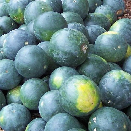 Watermelon - Sugar Baby from Ironspring Orchard & Farm — Huntsville Food Hub