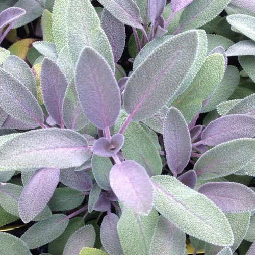 Sage - Purple from Ironspring Orchard & Farm — Huntsville Food Hub