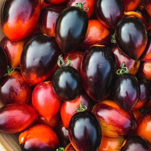 Tomatoes - Midnight Roma from Ironspring Orchard & Farm — Huntsville Food Hub