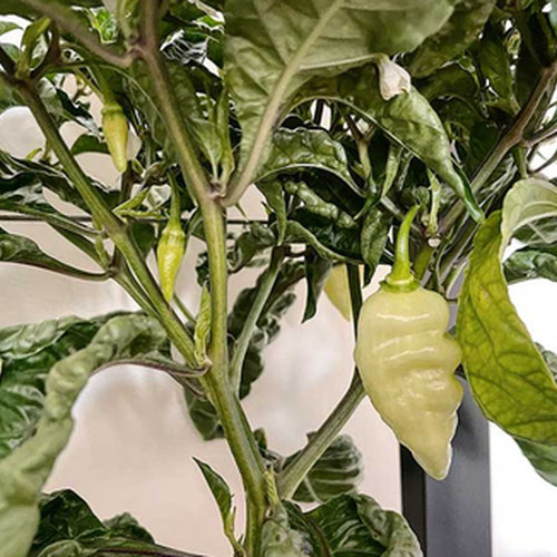Peppers - Habanada from Ironspring Orchard & Farm — Huntsville Food Hub