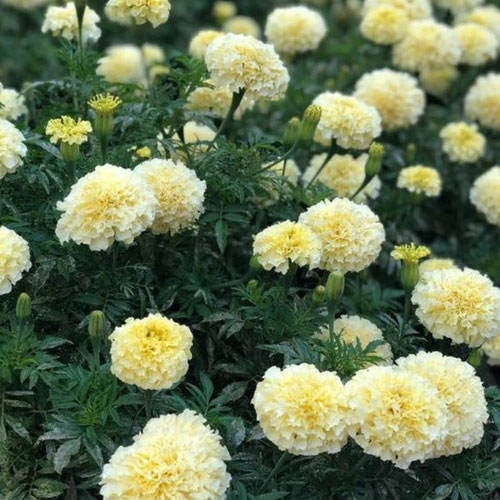 Flower Stems - White Swan Marigold from Ironspring Orchard & Farm — Huntsville Food Hub