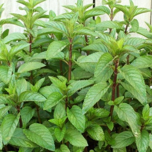 Mint - Lemon from Ironspring Orchard & Farm — Huntsville Food Hub