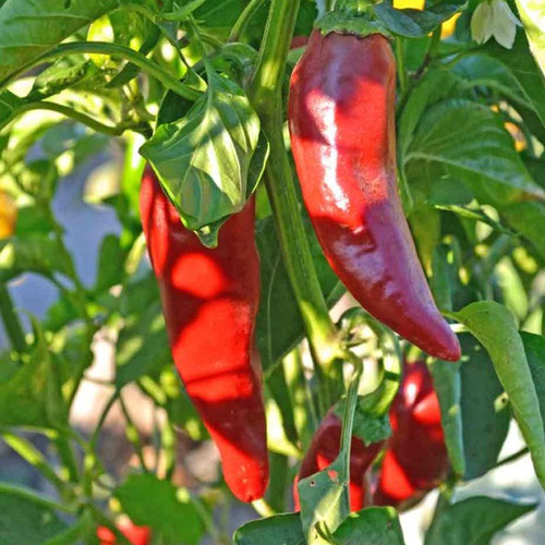 Peppers - Espelette from Ironspring Orchard & Farm — Huntsville Food Hub