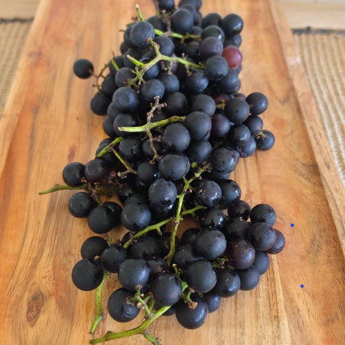 Grapes - Foxie Lottie from Ironspring Orchard & Farm — Huntsville Food Hub