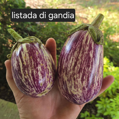 Eggplant - Listada di Gandia from Ironspring Orchard & Farm — Huntsville Food Hub