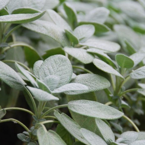 Sage - Berggarten from Ironspring Orchard & Farm — Huntsville Food Hub