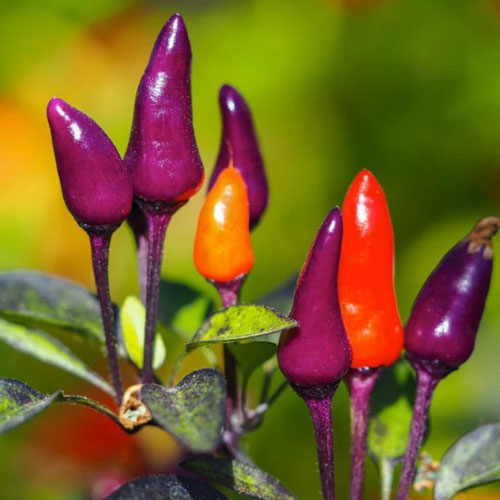 Peppers - Purple Tiger from Ironspring Orchard & Farm — Huntsville Food Hub