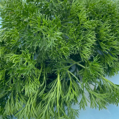 Parsley - Menuette from Ironspring Orchard & Farm — Huntsville Food Hub