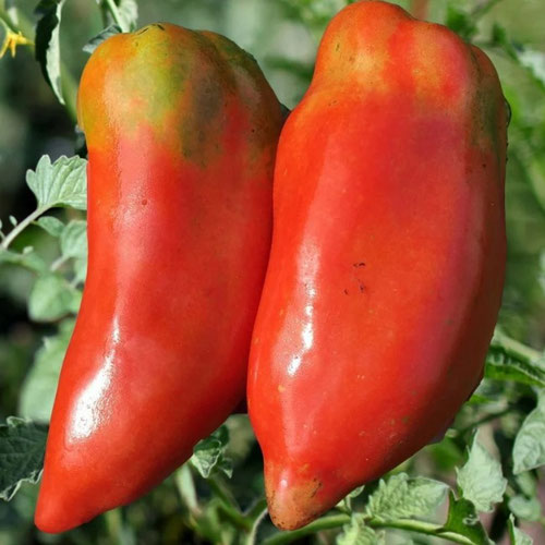 Tomatoes - Opalka from Ironspring Orchard & Farm — Huntsville Food Hub