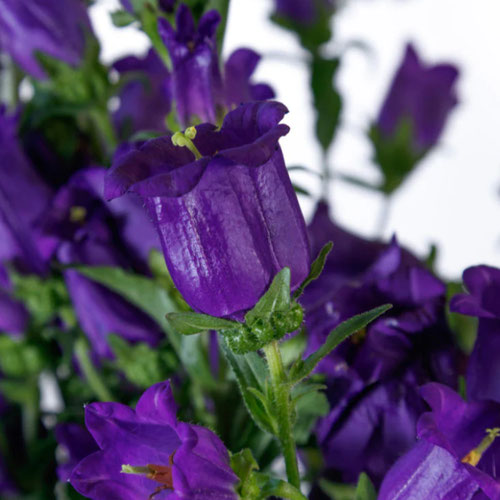 Flower Stems - Campanula