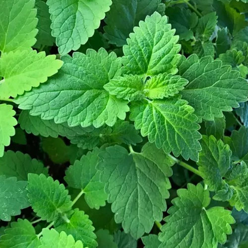 Catnip - Fresh from Ironspring Orchard & Farm — Huntsville Food Hub