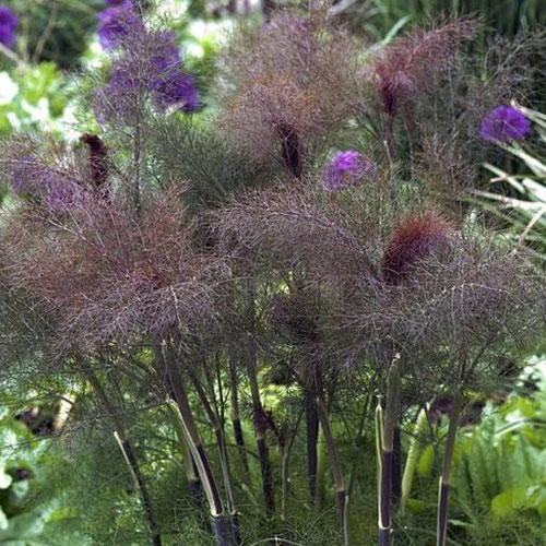 Fennel - Bronze from Ironspring Orchard & Farm — Huntsville Food Hub