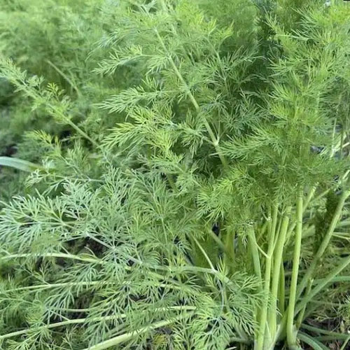 Dill - Mammoth from Ironspring Orchard & Farm — Huntsville Food Hub