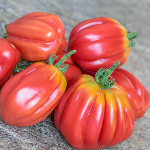 Tomatoes - Gezahnte from Ironspring Orchard & Farm — Huntsville Food Hub