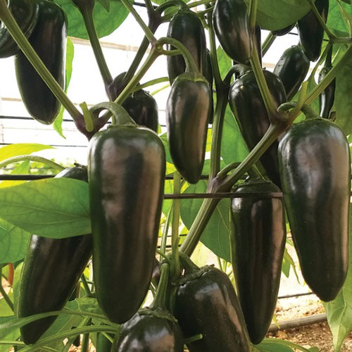 Peppers - Black Magic from Ironspring Orchard & Farm — Huntsville Food Hub