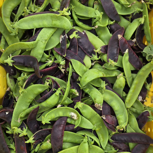 Snow Peas - Beauregarde Purple and Green from Ironspring Orchard & Farm — Huntsville Food Hub