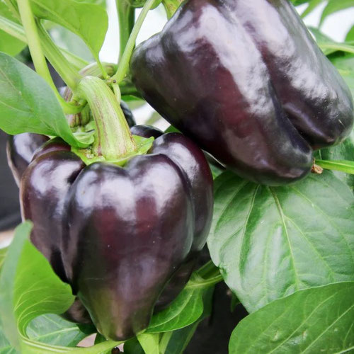 Peppers - Purple Bell from Ironspring Orchard & Farm — Huntsville Food Hub