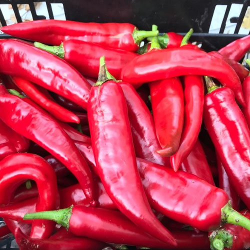 Peppers - Guajillo from Ironspring Orchard & Farm — Huntsville Food Hub