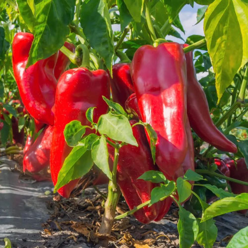Peppers - Chervena Chushka from Ironspring Orchard & Farm — Huntsville Food Hub