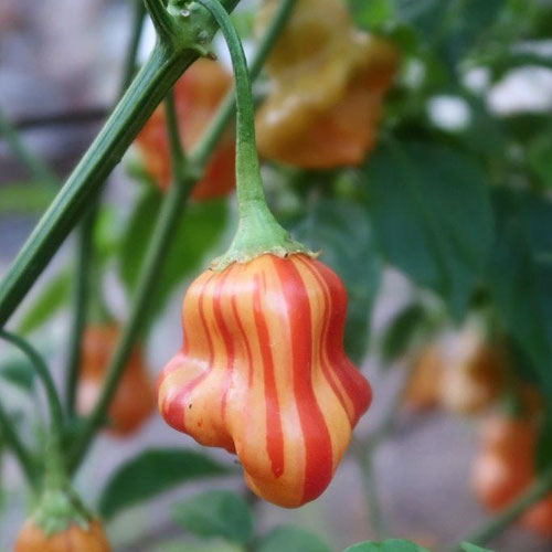 Peppers - Zebrange from Ironspring Orchard & Farm — Huntsville Food Hub