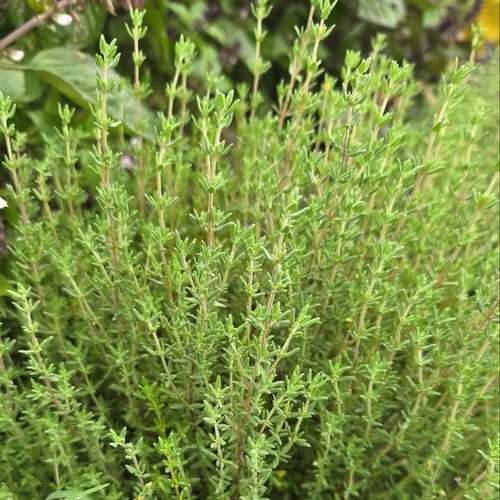 Thyme - French