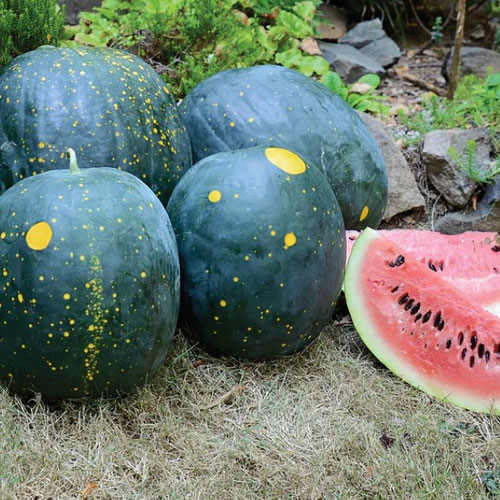 Watermelon - Moon & Stars from Ironspring Orchard & Farm — Huntsville Food Hub