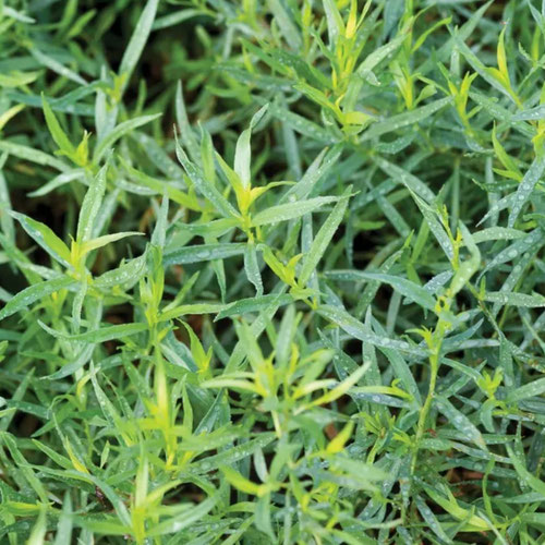 Tarragon - French from Ironspring Orchard & Farm — Huntsville Food Hub