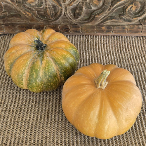 Pumpkin - Fairy Tale from Ironspring Orchard & Farm — Huntsville Food Hub