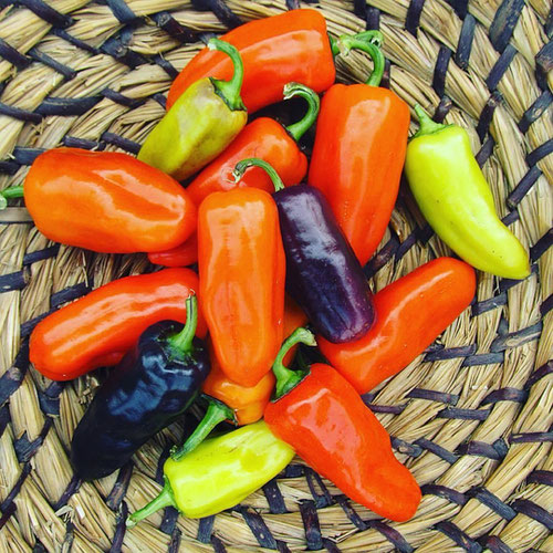 Peppers - Pippin's Golden Honey from Ironspring Orchard & Farm — Huntsville Food Hub