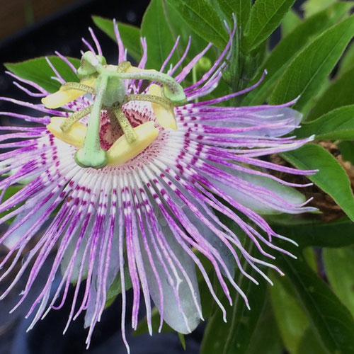 Northern Maypop Passionfruit - Fresh Flowers from Ironspring Orchard & Farm — Huntsville Food Hub