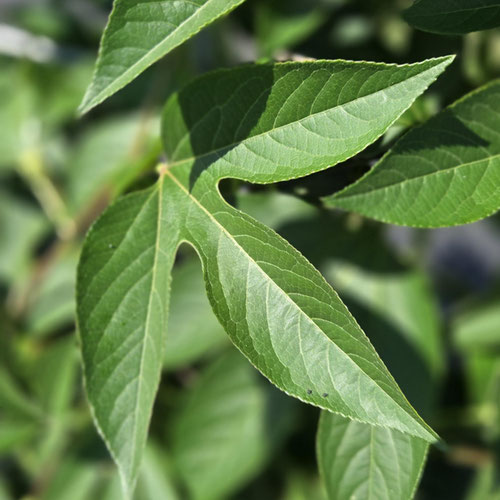 Northern Maypop Passionfruit - Fresh Leaves from Ironspring Orchard & Farm — Huntsville Food Hub