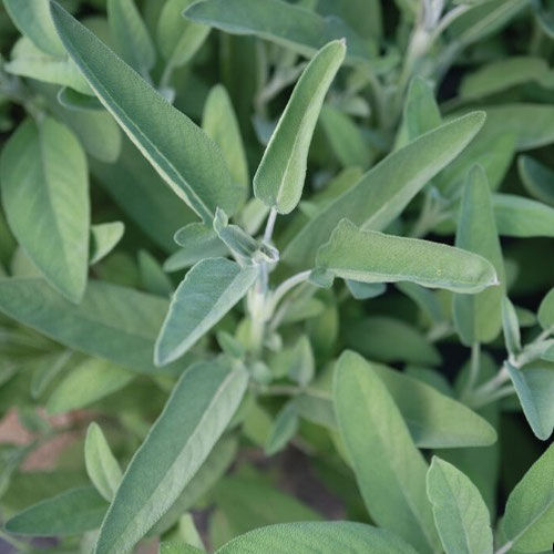 Sage - Extrakta from Ironspring Orchard & Farm — Huntsville Food Hub