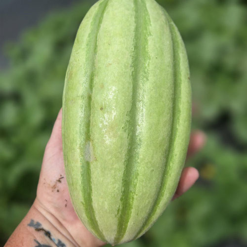 Carosello Melon (Italian Cucumber) from Ironspring Orchard & Farm — Huntsville Food Hub