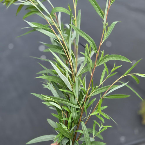 Willow Withies - Green