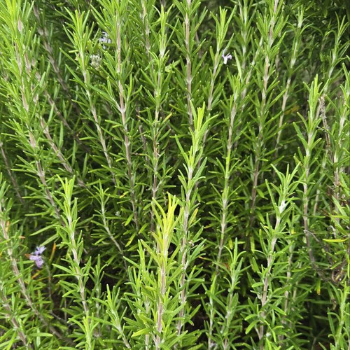 Rosemary - Barbeque
