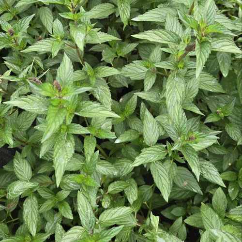 Mint - Peppermint