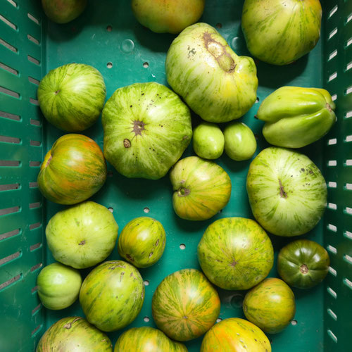 Tomatoes - Green Heirlooms from Ironspring Orchard & Farm — Huntsville Food Hub
