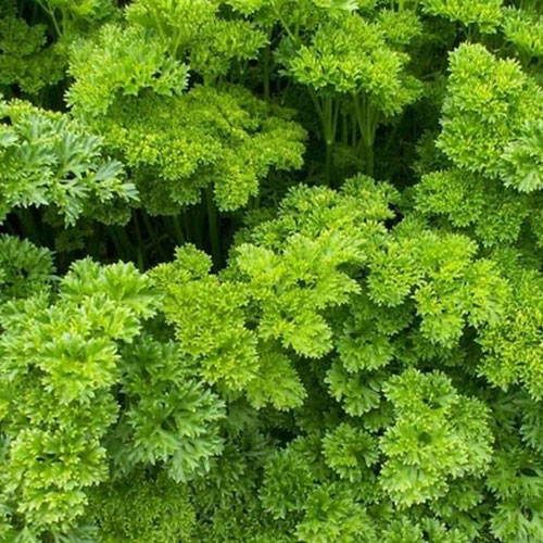 Parsley - Curly from Ironspring Orchard & Farm — Huntsville Food Hub